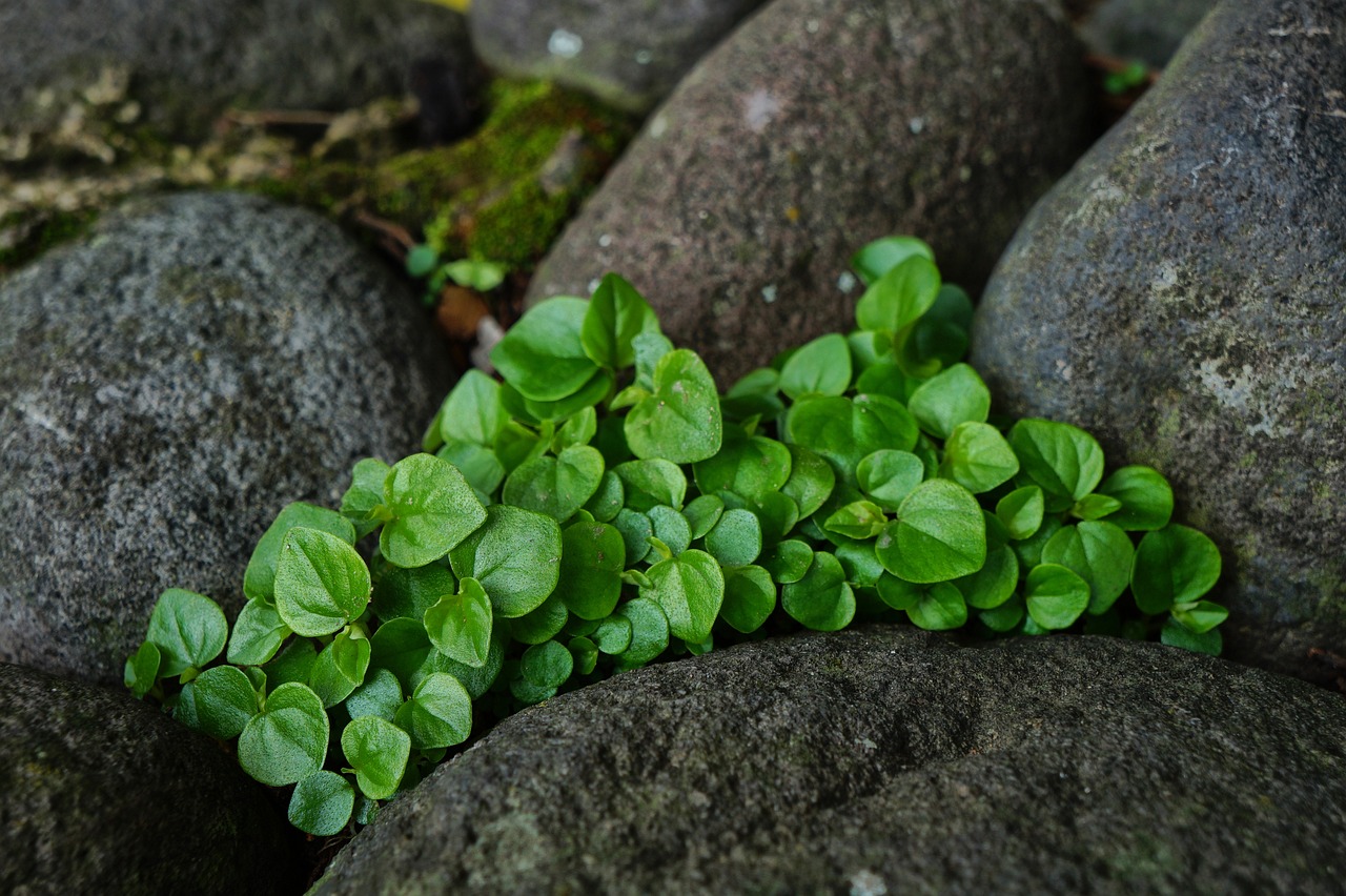 Best Plants for Creating a Scented Outdoor Space